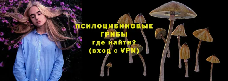 это как зайти  цены наркотик  Грязовец  Галлюциногенные грибы Magic Shrooms 